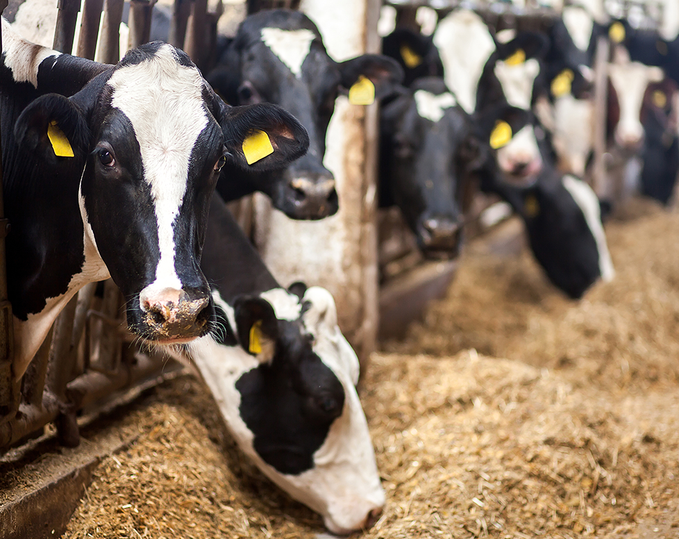 Analyze animal feed in real-time with SCiO